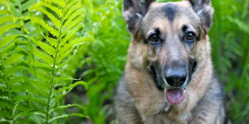 Pet Loss Services in Elkin, North Carolina