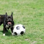 Loss of a Pet in Elkin, North Carolina