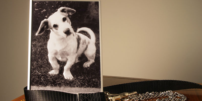 Helpful Advice When you are Dealing with the Loss of a Pet