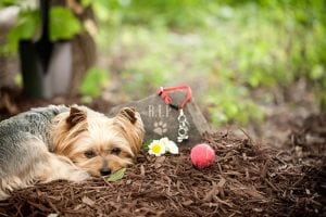 Four Questions and Answers About Pet Memorials