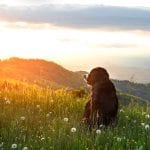 Euthanasia Services
