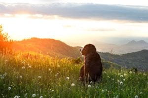 Euthanasia Services