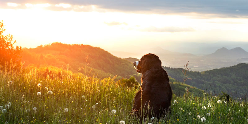 Euthanasia Services in Elkin, North Carolina