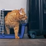 Pet Transportation in Elkin, North Carolina