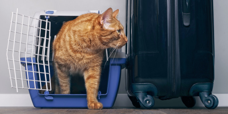 Pet Transportation in Elkin, North Carolina