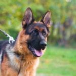 K-9 Tributes in Elkin, North Carolina