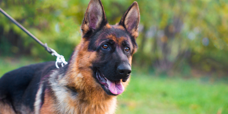 K-9 Tributes in Elkin, North Carolina