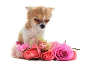 Whether Simple or Elaborate, Pet Memorial Services Can Bring Comfort to Your Family