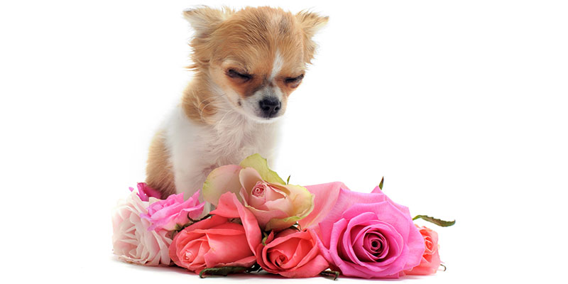Whether Simple or Elaborate, Pet Memorial Services Can Bring Comfort to Your Family