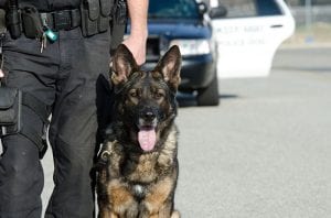 K-9 Tributes are a Great Way to Honor a Hard-Working Dog After a Life of Service