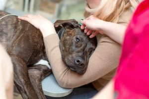 How to Know When Pet Euthanasia May be Right for You and Your Pet