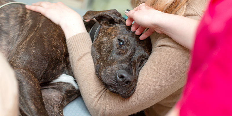How to Know When Pet Euthanasia May be Right for You and Your Pet