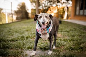 Everything You Need to Know About Pet Aquamation