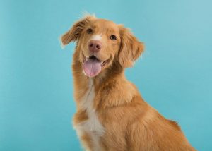 Four Reasons to Choose Pet Cremation