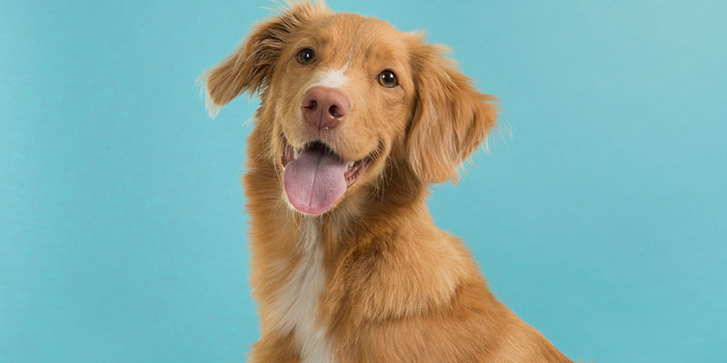 Four Reasons to Choose Pet Cremation