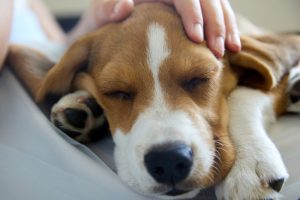 What to Do When You Experience the Loss of a Pet