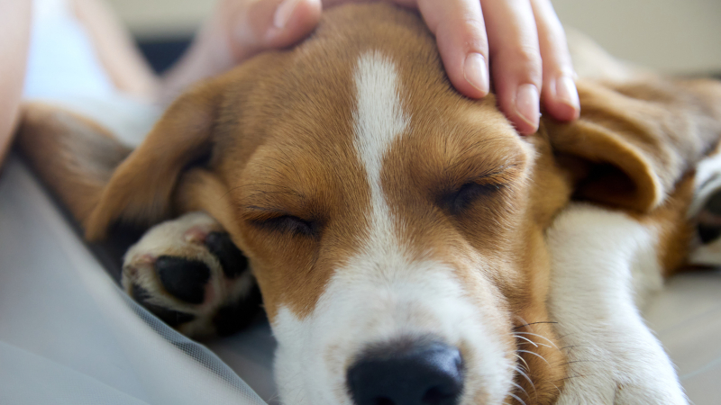 What to Do When You Experience the Loss of a Pet