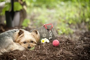 What Do Pet Funeral Services Entail?