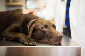 What You Should Know About Euthanasia Services