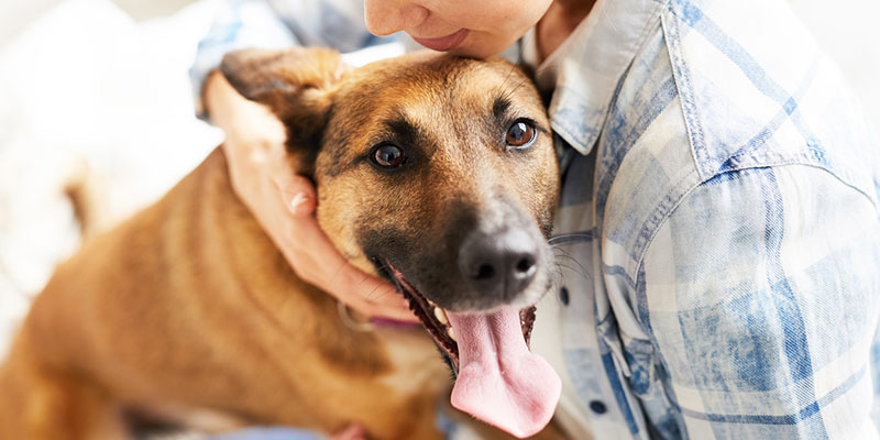 The Main Benefits of Choosing Individual Pet Aquamation 