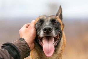 3 Common Myths About Pet Aquamation