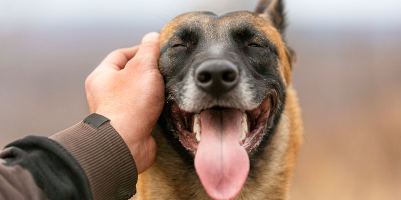 3 Common Myths About Pet Aquamation 
