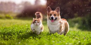 Water-Based Pet Cremation Services: How to Prepare for Aquamation