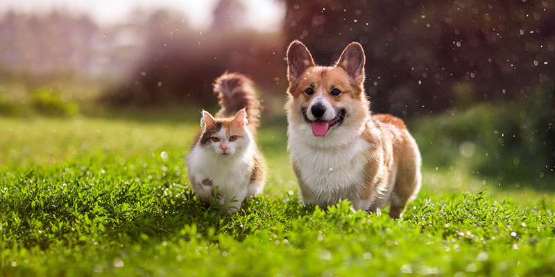 Water-Based Pet Cremation Services: How to Prepare for Aquamation 