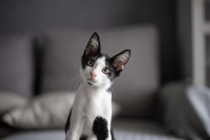 How to Cope with the Loss of a Pet