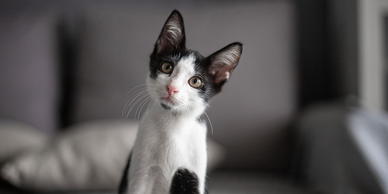 How to Cope with the Loss of a Pet