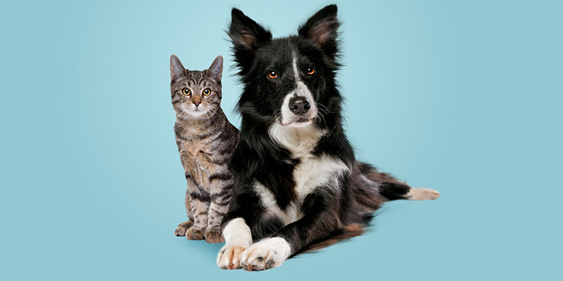 Communal vs. Individual Pet Aquamation: Which Is Right for You?