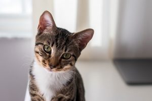 Three Reasons to Consider Pet Memorial Services