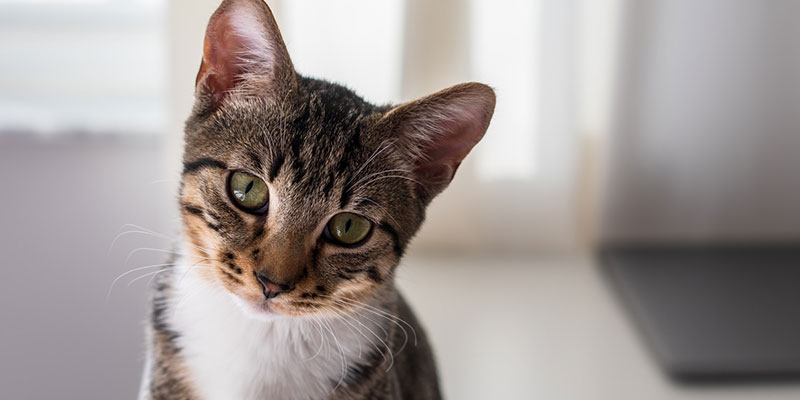 Three Reasons to Consider Pet Memorial Services