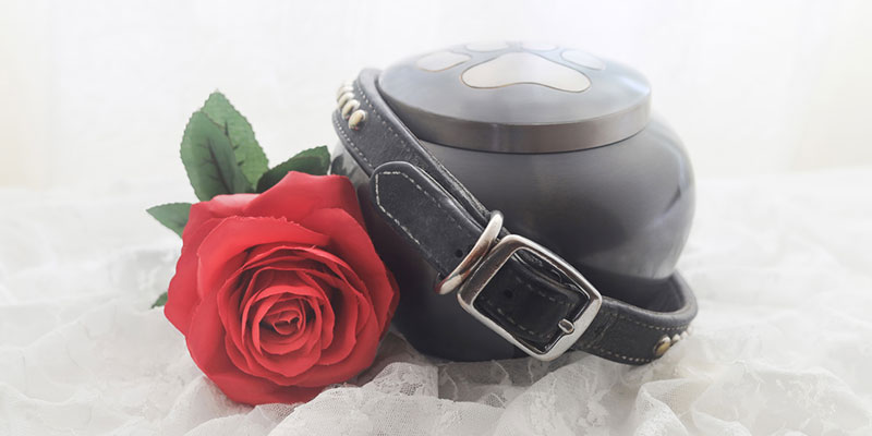 How to Choose Between Pet Aquamation and Pet Cremation Services