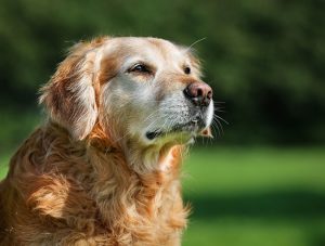 How to Know When Euthanasia Services Are Right for Your Pet