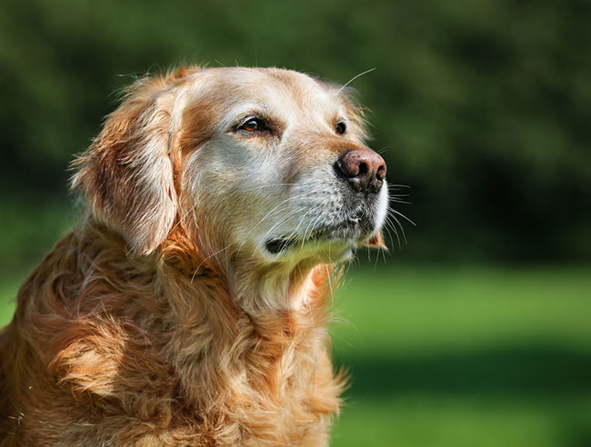 How to Know When Euthanasia Services Are Right for Your Pet