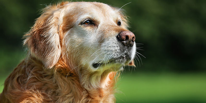 How to Know When Euthanasia Services Are Right for Your Pet