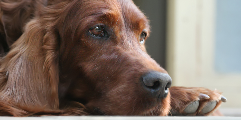 What to Know About Euthanasia Services