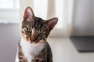 How Does Individual Pet Aquamation Work?