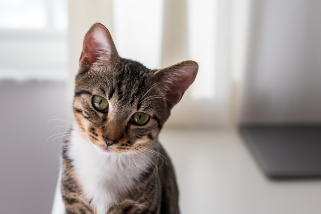 How Does Individual Pet Aquamation Work?