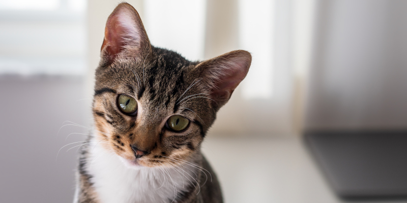 How Does Individual Pet Aquamation Work?