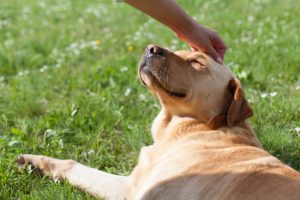 Why Pet Aquamation Is a Safe Option When Your Pet Has Passed