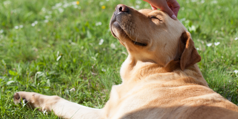 Why Pet Aquamation Is a Safe Option When Your Pet Has Passed