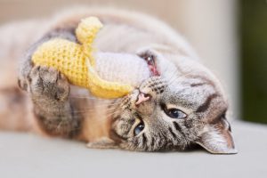 How to Add Personal Touches to Pet Memorial Services