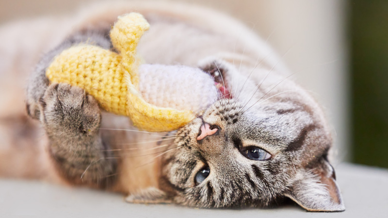 How to Add Personal Touches to Pet Memorial Services