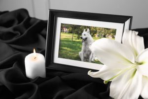 Thoughtful Ideas for Pet Memorials to Help You Heal