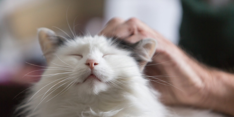Pet Services in Elkin, North Carolina